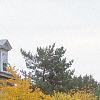 Cercis canadensis, fall color