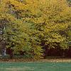 Cercis canadensis, fall color
