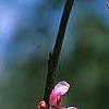 Cercis canadensis 'Tennessee Pink', flowers