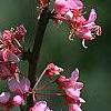 Cercis canadensis 'Tennessee Pink', flowers