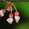 Cercis canadensis 'Tennessee Pink', flowers