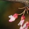 Cercis canadensis 'Tennessee Pink', flowers