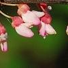Cercis canadensis 'Tennessee Pink', flowers