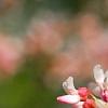 Cercis canadensis 'Tennessee Pink', flowers