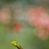 Cercis canadensis 'Tennessee Pink', flowers