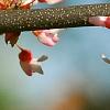 Cercis canadensis 'Tennessee Pink', flowers