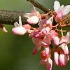 Cercis canadensis 'Tennessee Pink', flowers