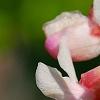Cercis canadensis 'Tennessee Pink', flowers