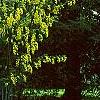 Laburnum x wateri, habit