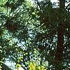 Laburnum x wateri, habit