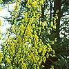Laburnum x wateri, habit