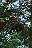 Laburnum x wateri, habit