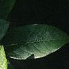 Maackia amurensis, leaves