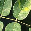 Maackia amurensis, leaves