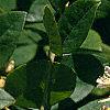 Maackia amurensis, flowers