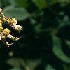 Maackia amurensis, flowers