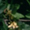 Maackia amurensis, flowers