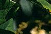 Maackia amurensis, flowers