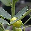 Senna marilandica