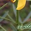 Senna marilandica
