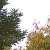 Castanea dentata, fall color