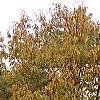 Castanea dentata, fall color