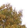 Castanea dentata, fall color