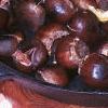 Castanea dentata