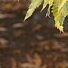 Castanea dentata
