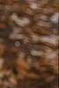 Castanea dentata