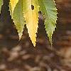 Castanea dentata
