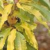 Castanea dentata