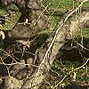 Fagus sylvatica 'Tortuosa', habit