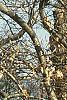Fagus sylvatica 'Tortuosa', habit