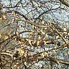 Fagus sylvatica 'Tortuosa', habit