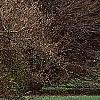 Fagus sylvatica 'Tortuosa', habit