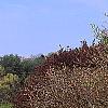 Fagus sylvatica 'Tortuosa', habit