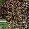Fagus sylvatica 'Tortuosa', habit