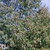 Quercus muehlenbergii