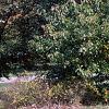 Quercus muehlenbergii