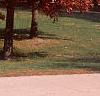 Quercus palustris