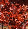Quercus palustris, fall color