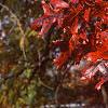 Quercus palustris, fall color