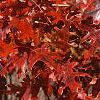 Quercus palustris, fall color