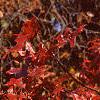 Quercus palustris, fall color
