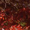 Quercus palustris, fall color