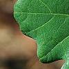 Quercus robur, leaves