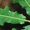Quercus robur, leaves