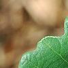 Quercus robur, leaves