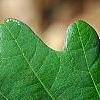 Quercus robur, leaves